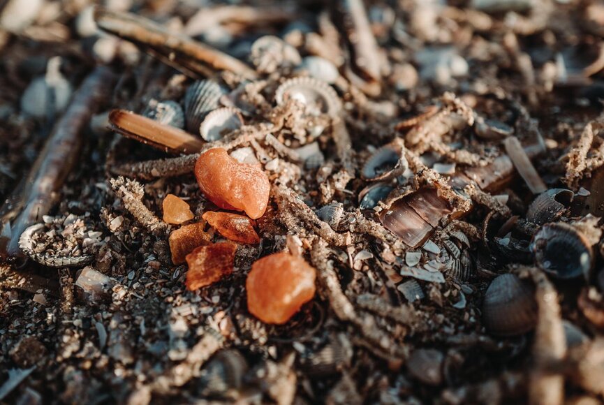 Bernstein zwischen Muscheln am Strand