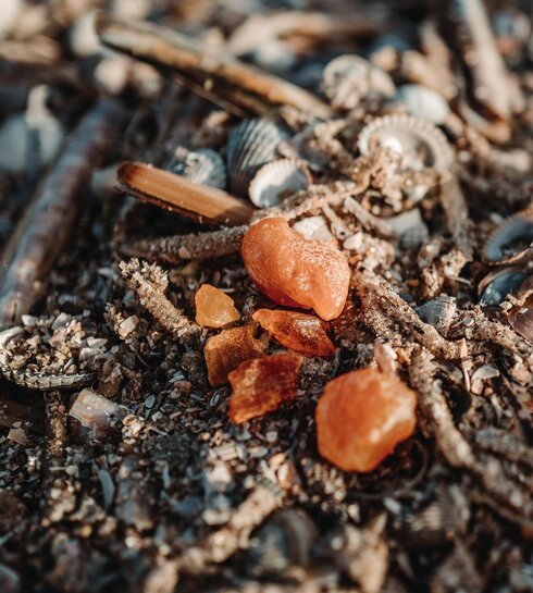 Bernsteine zwischen Muscheln und Algen