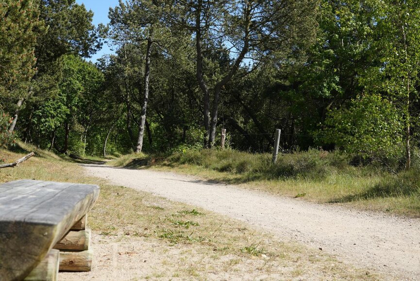Bank im Kiefernwald