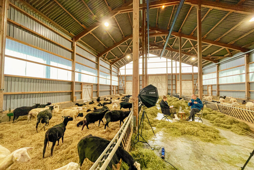 Herde Schafe im Stall der Friesische Schafskäserei 