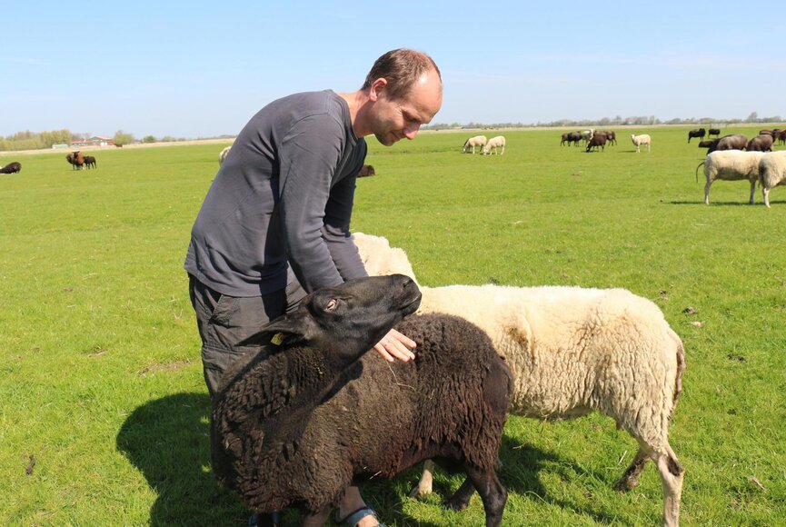 sympathischer Mann streichelt ein weißes und ein schwarzes Schaf