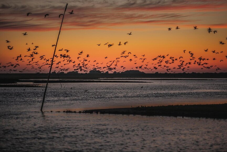 Blick vom Vogelkiek auf einen Vogelschwarm