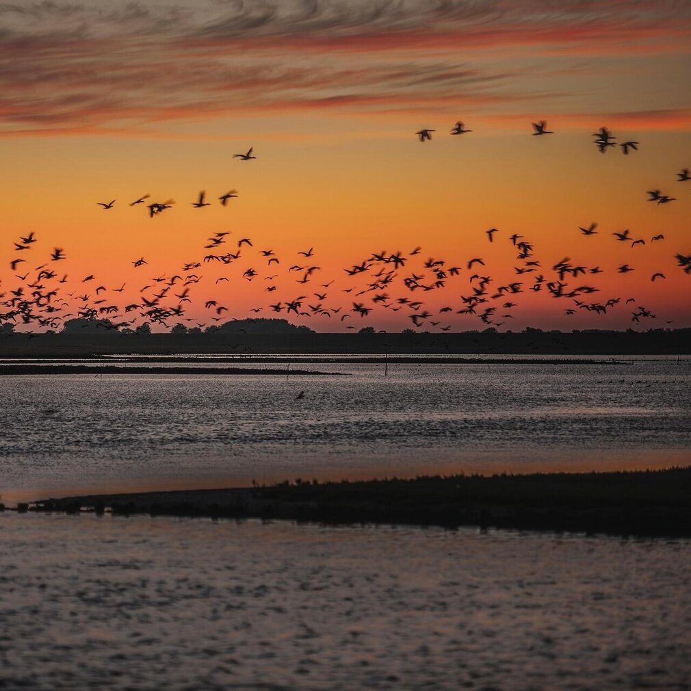 Vogelzug über dem Wasser beim Sonnenuntergang