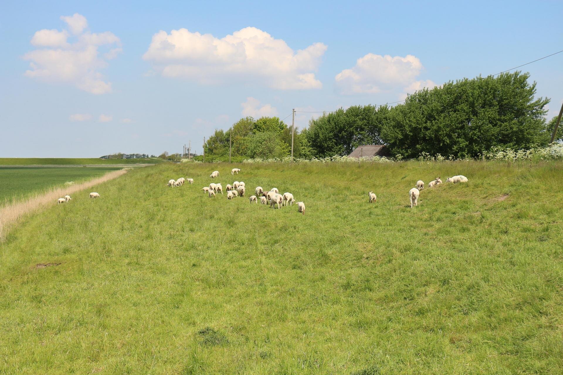 Schafherde auf einer Wiese