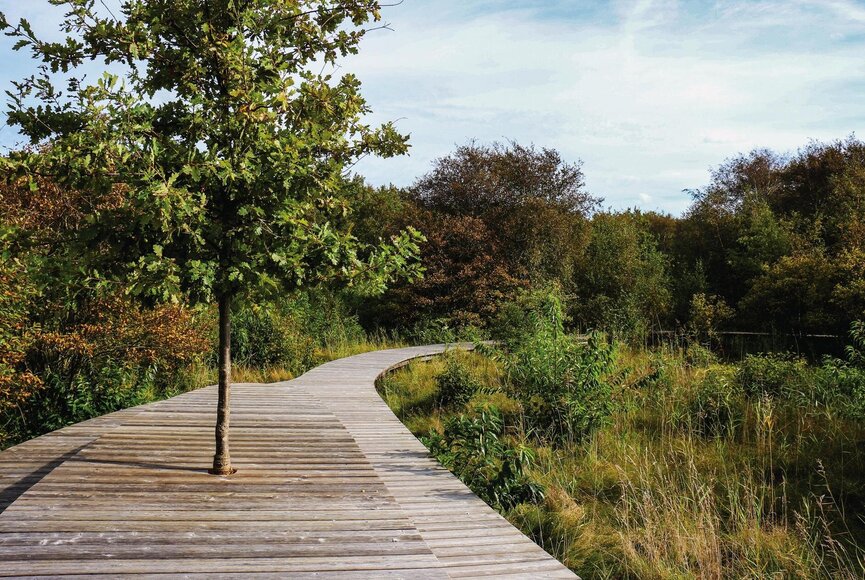 hölzerner Naturpfad mit Baum in der Mitte