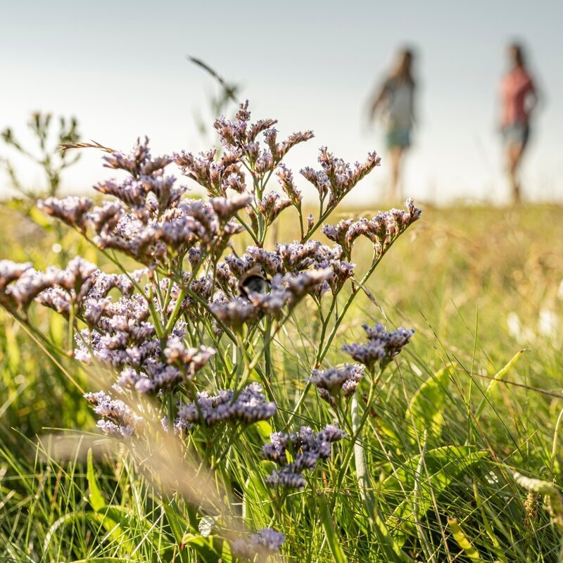 sea lilac in the salt marsh 