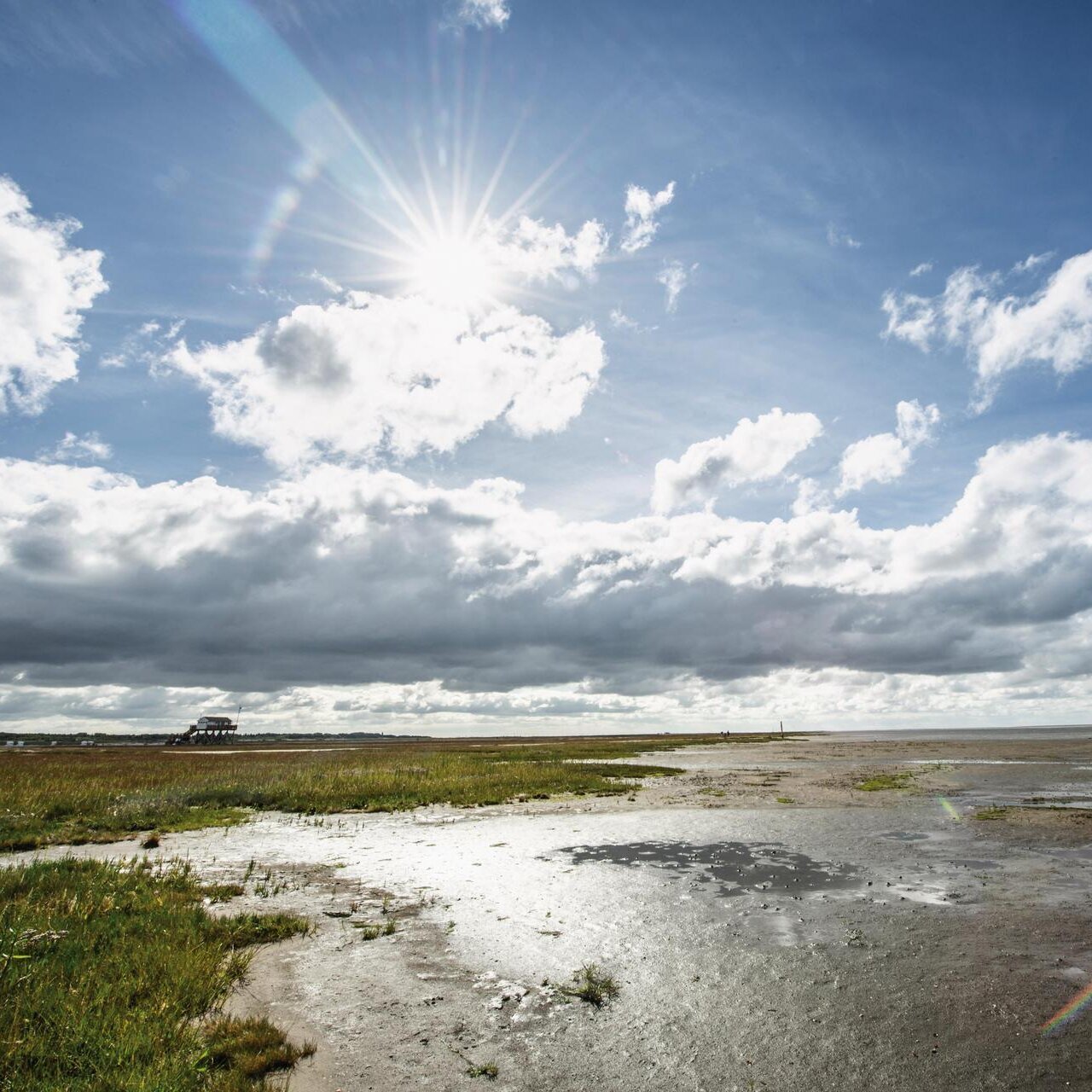 Salzwiesen an der Wattkante des Südstrandes im Sonennschein