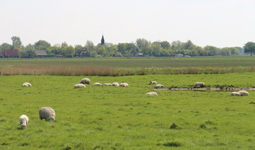 Fenne mit Schafen und Kirchturmspitze im Hintergrund