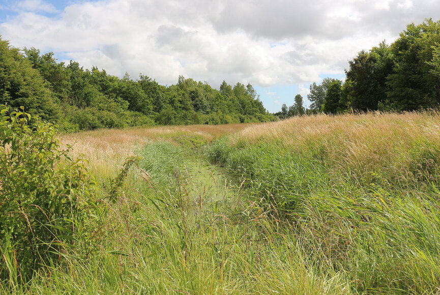 Spazierweg im Katinger Watt