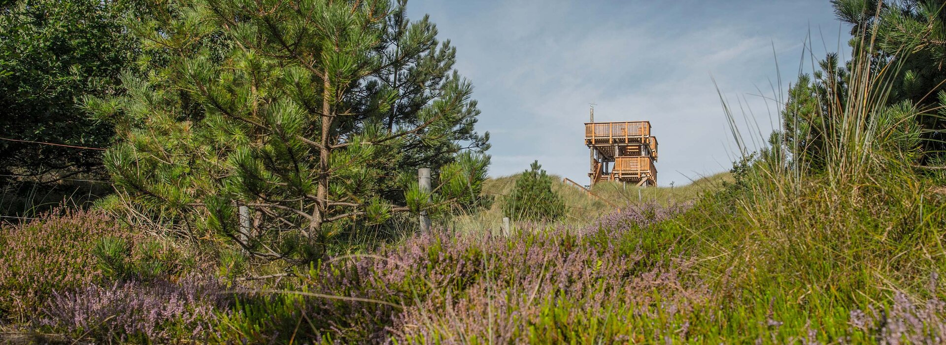 Aussichtsturm Maleens Knoll inmitten von grünen Bäumen