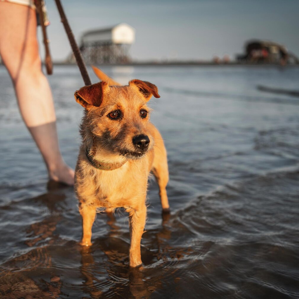 kleiner Hund im Wasser