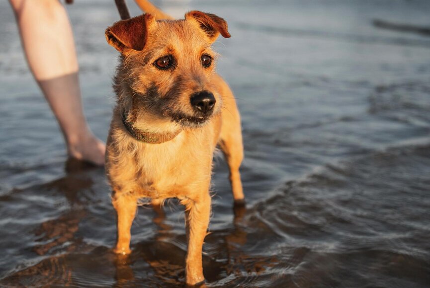 angeleinter kleiner Hund am Strand