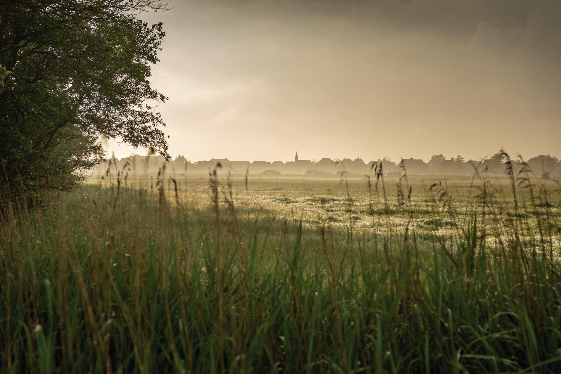 Wiesen im Morgengrauen in St. Peter - Ording