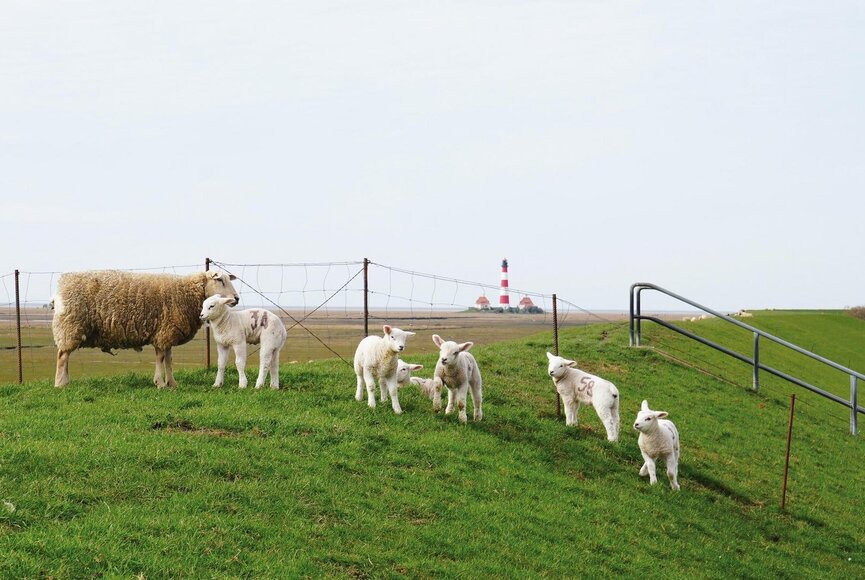 Lämmer am Deich, Westerhever Leuchtturm im Hintergrund
