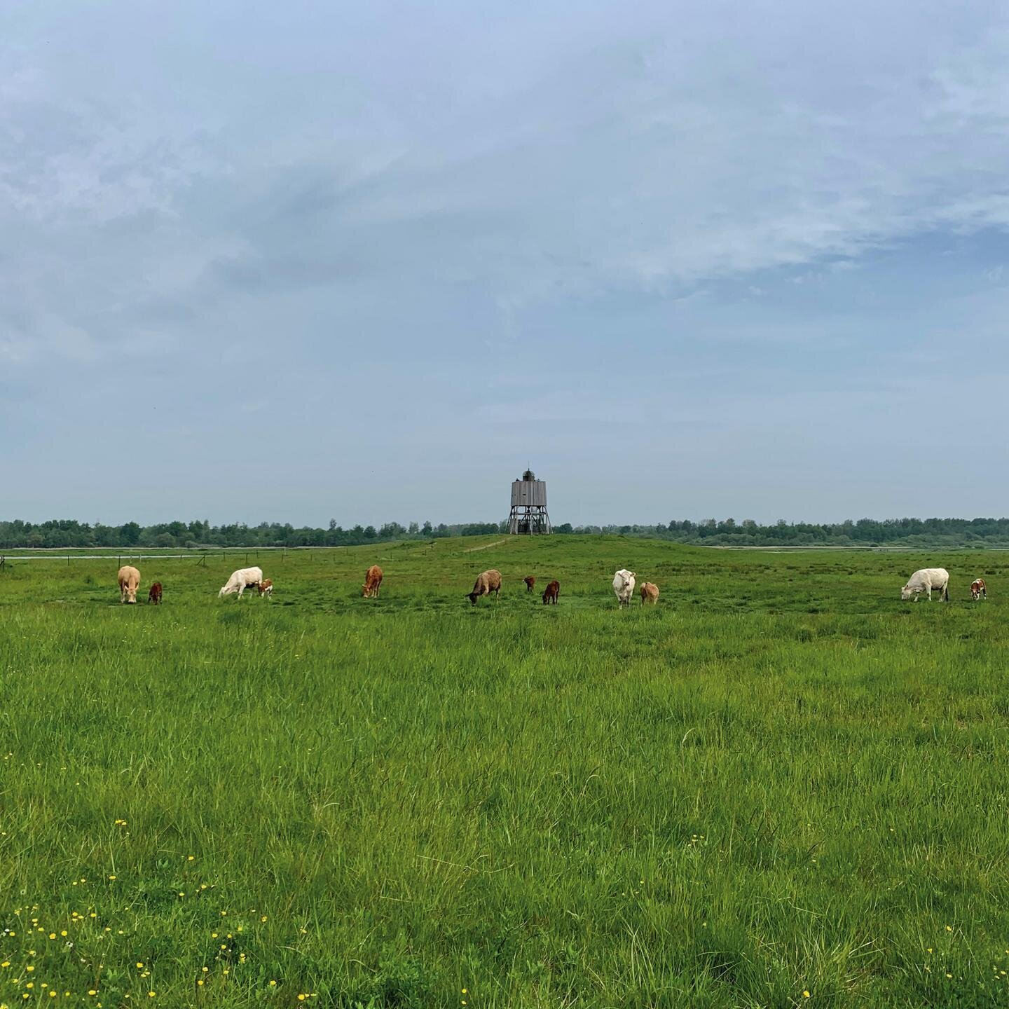Kuhherde vor Aussichtsturm im Katinger Watt