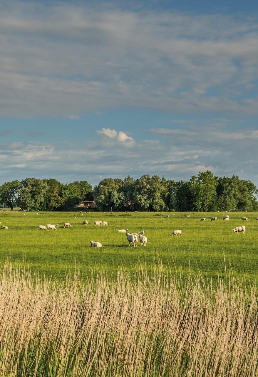 weiter Blick auf eine Wiese mit Schafen
