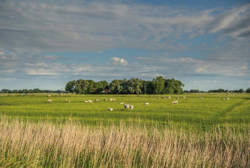 Landschaft mit Schafen in Tetenbüll