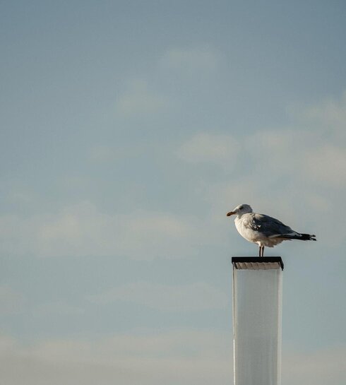 Möwe auf einem Sims