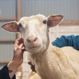 Zwei Menschen mit einem Schaf in der Mitte