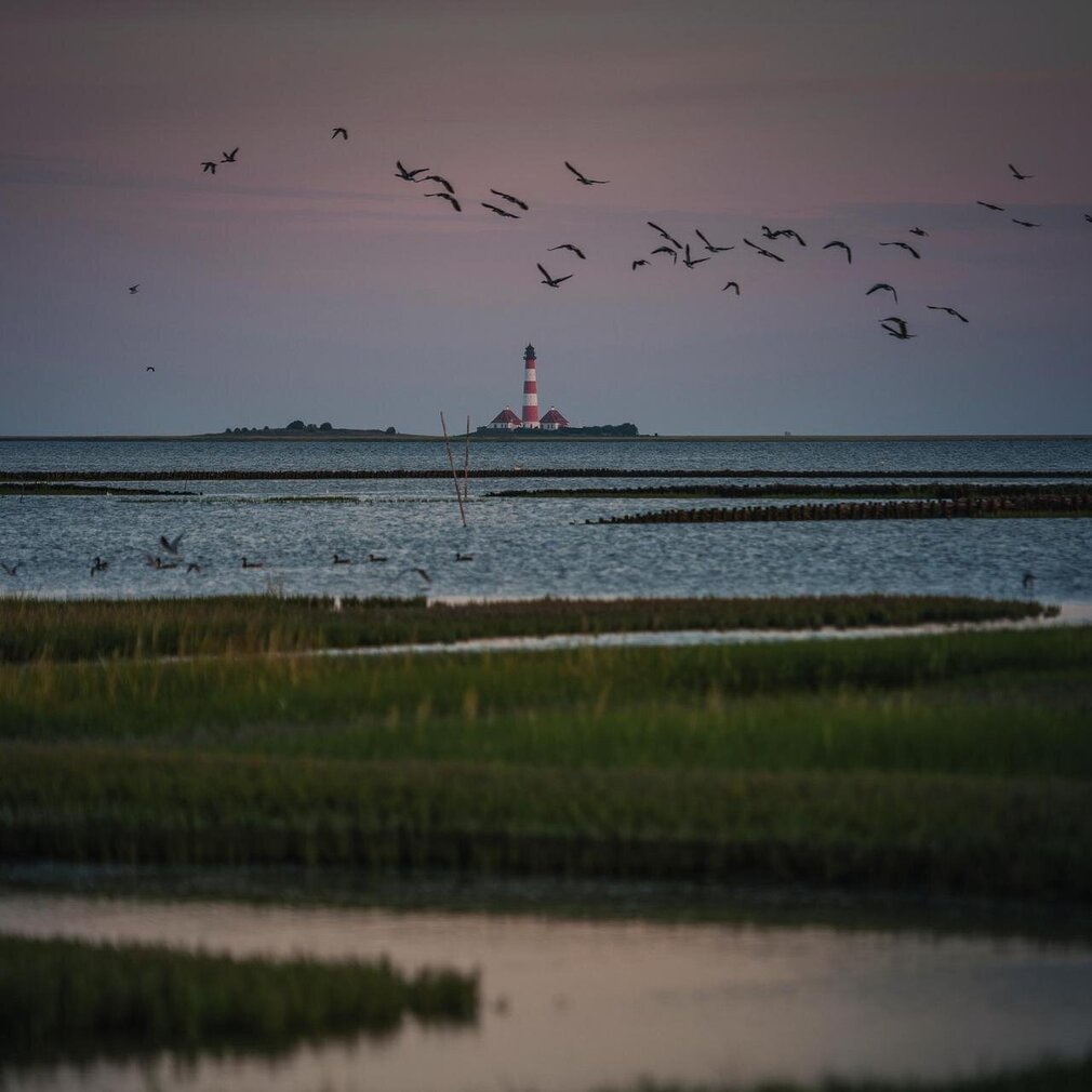 Westerhever Leuchtturm und Vogelzug bei abendlicher Stimmung