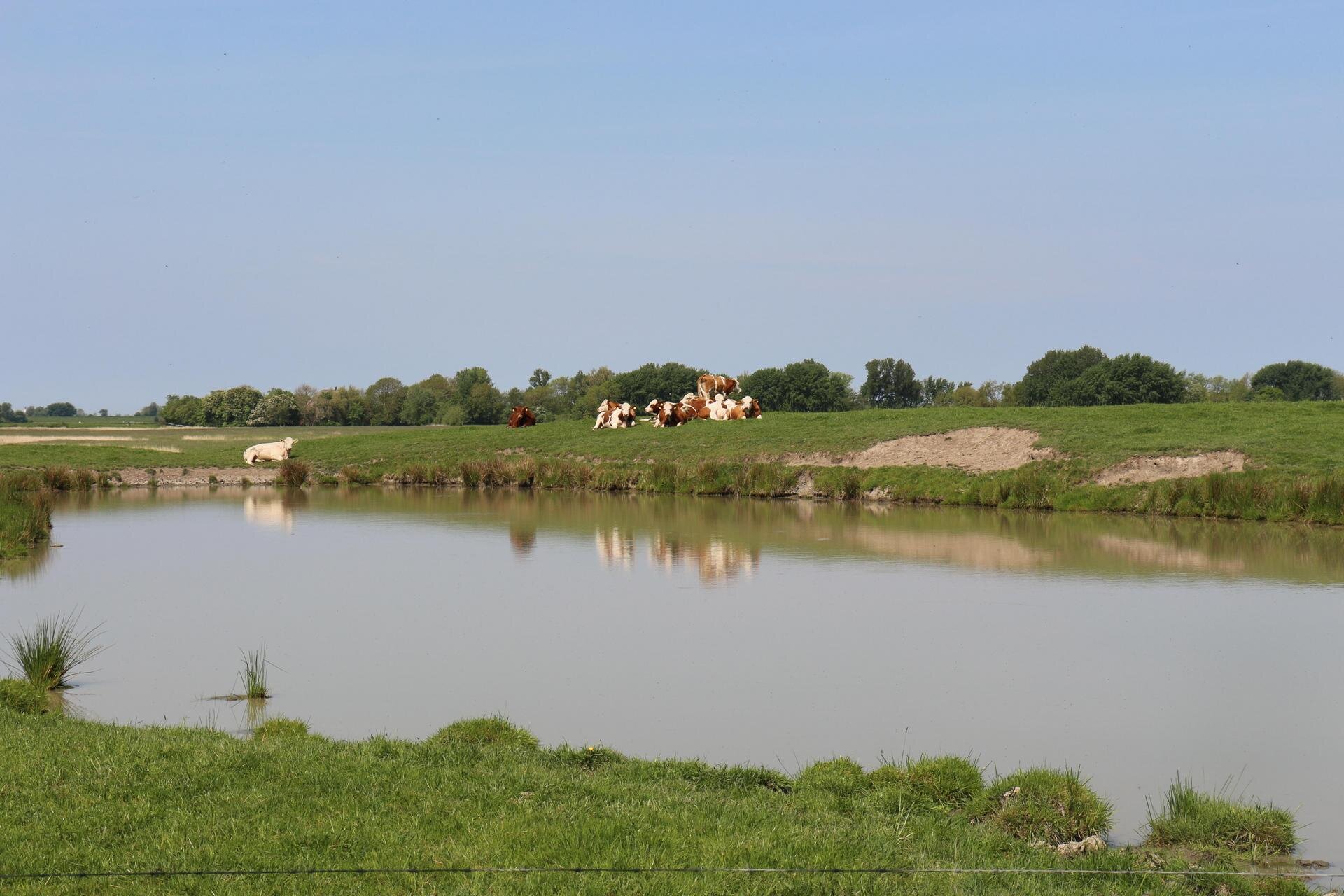 Tauteich mit Kühen dahinter