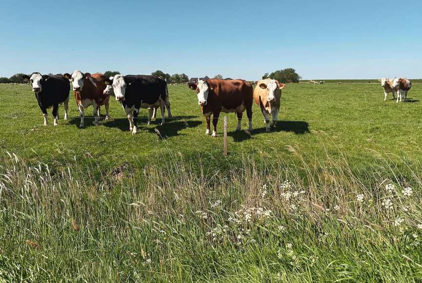 Kühe weiden enstpannt auf einer grünen Wiese 