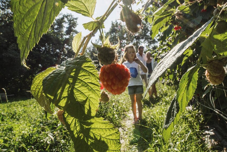 Kinder pflücken Himbeeren