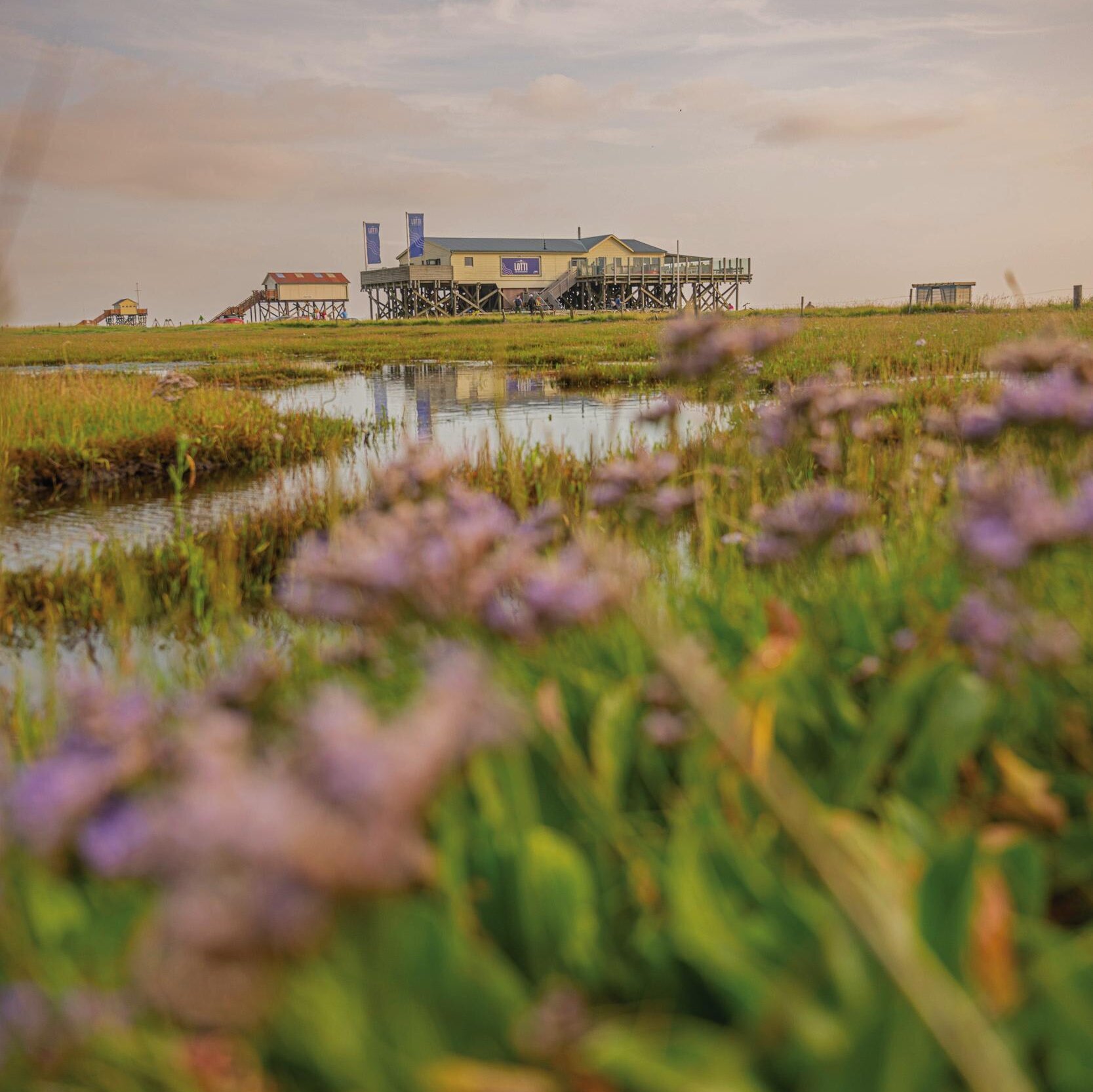 Strandflieder in den Salzwiesen vor dem Pfahlbaurestaurant