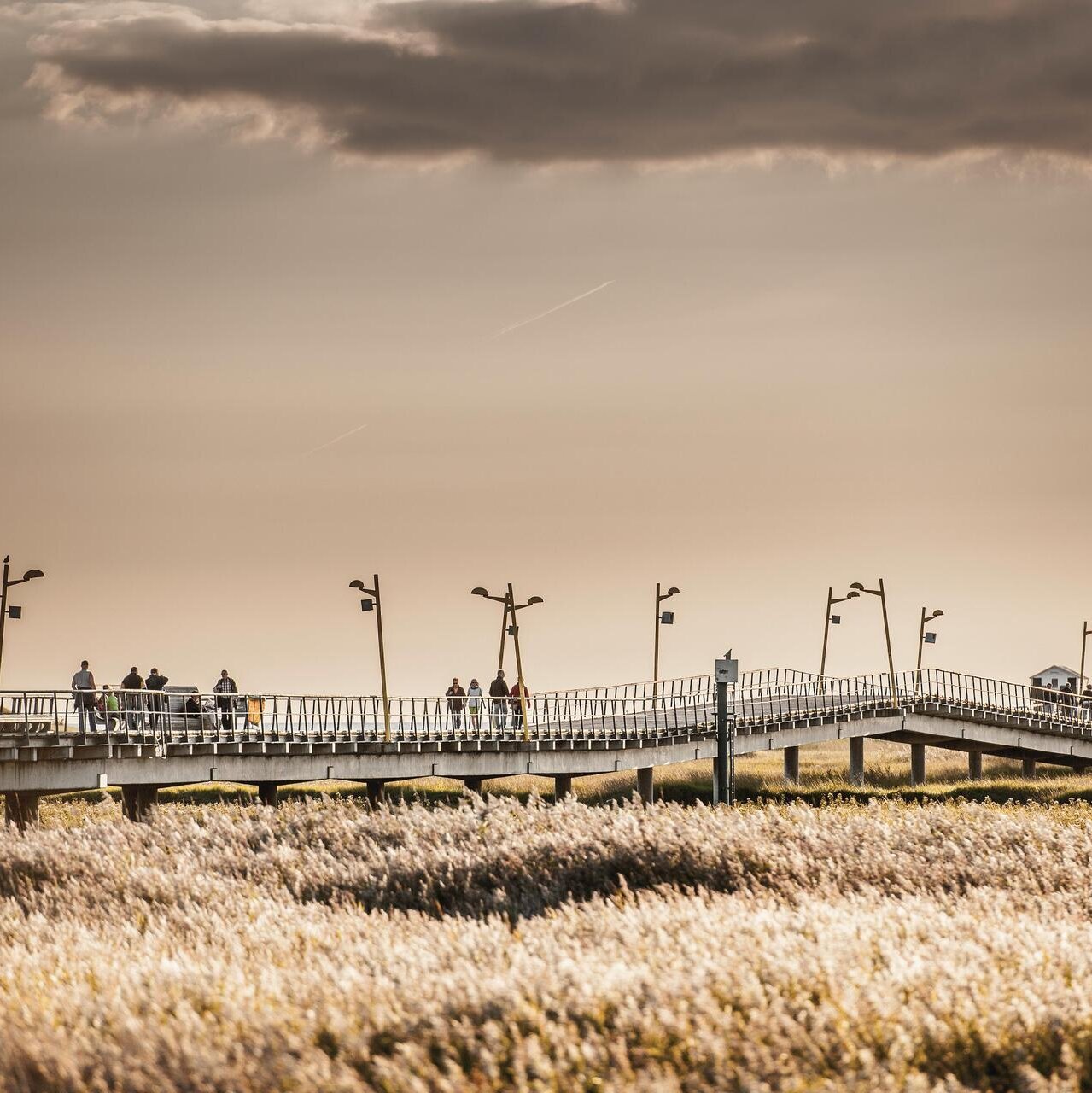 Blick auf die Seebrücke aus den Salzwiesen