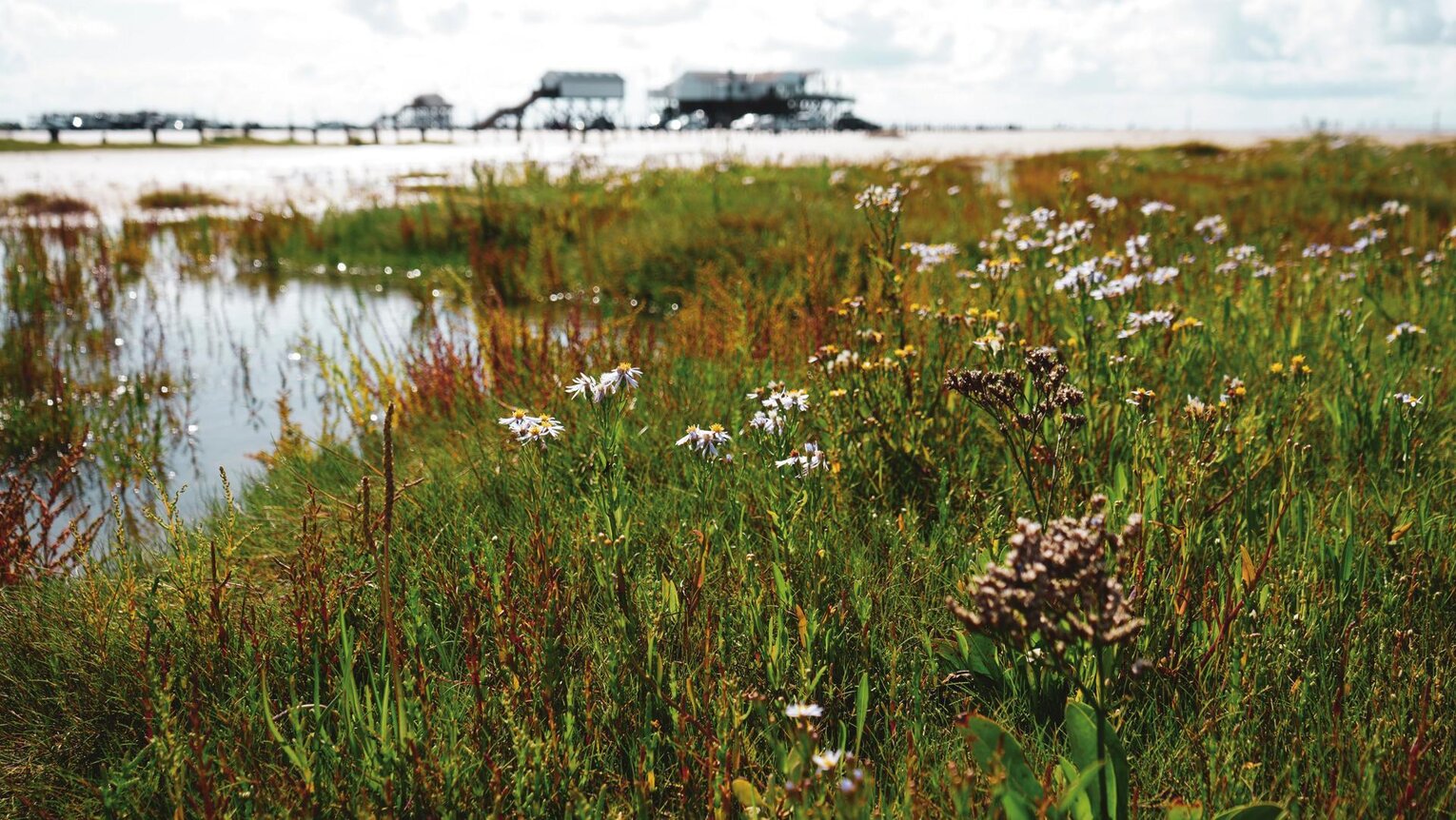 Salt marshes with stilt houses in the background