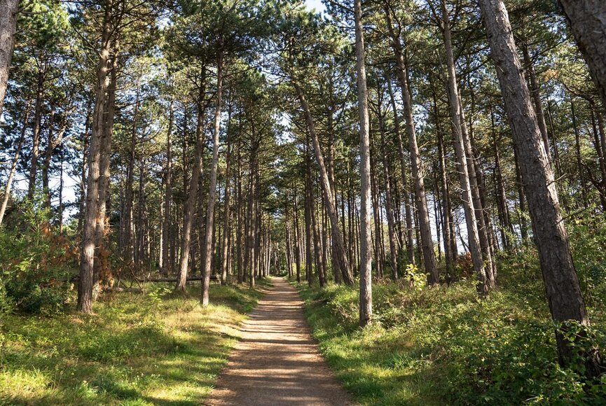 Spazierweg im Kiefernwald