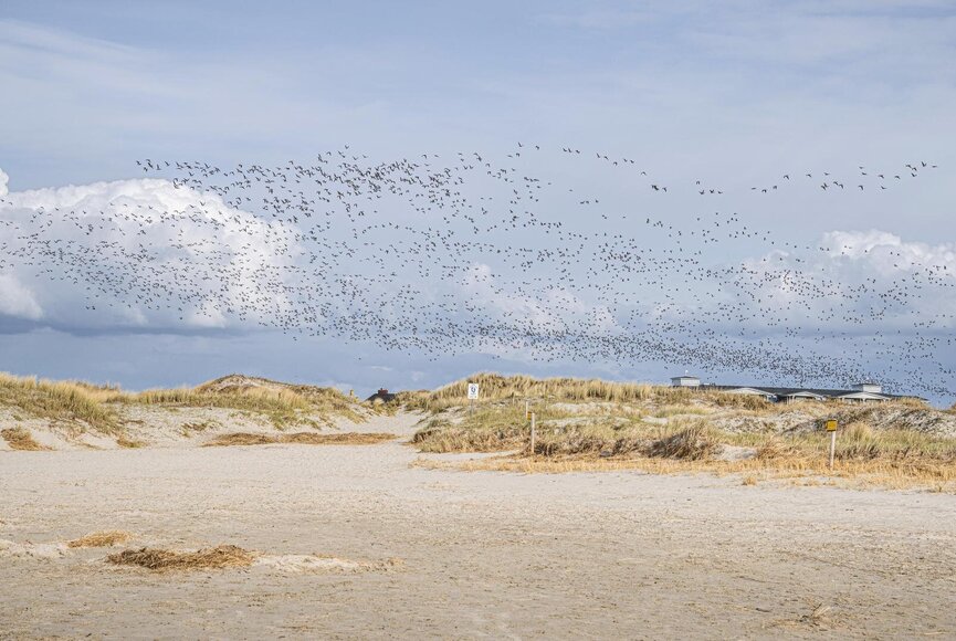 Ein großer Vogelzug fliegt über den Strand von St. Peter-Ording