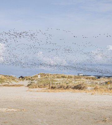 Vogelzug über der Dünenlandschaft mit blauem Himmel