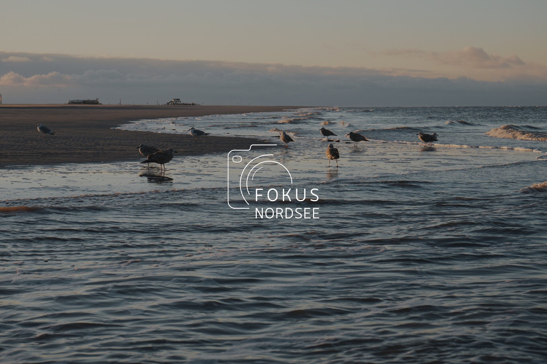 Fokus Nordsee Logo mit der Nordsee und Möwen im Hintergrund.