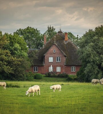 Reetdachhaus mit Schafen davor