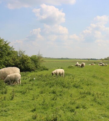 Schafe in Osterhever