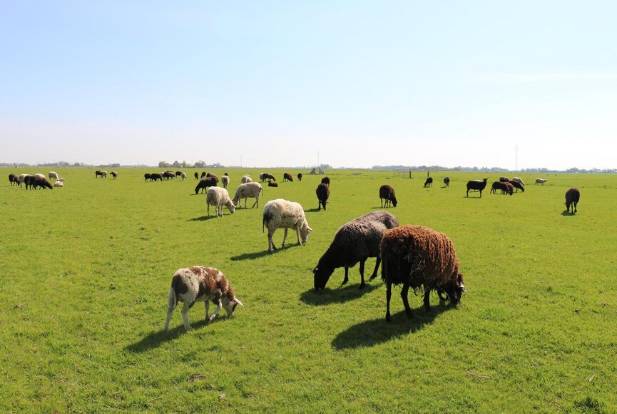 Schafsherde auf einer grünen Weide