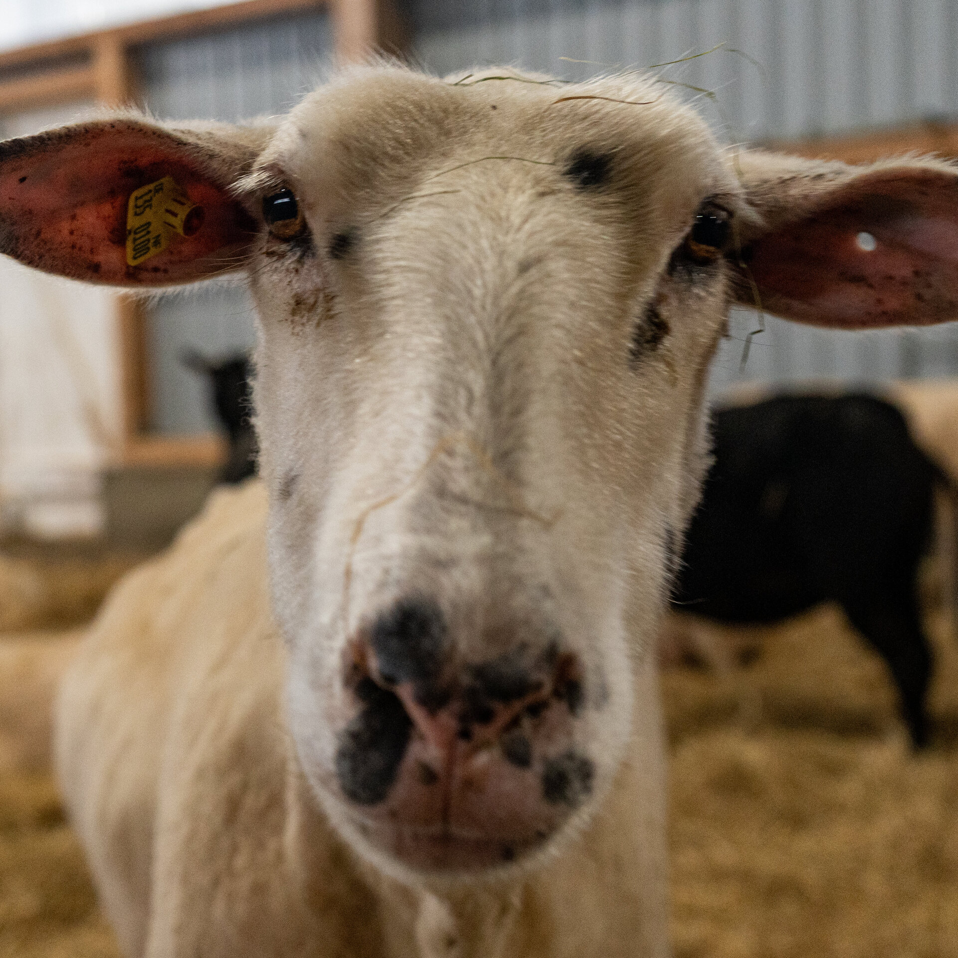 Ein Schaf was in die Kamera guckt 