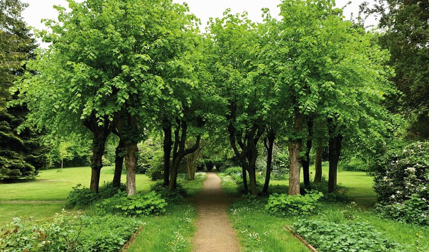 Prachtvolle Linden im Hochdorfer Garten