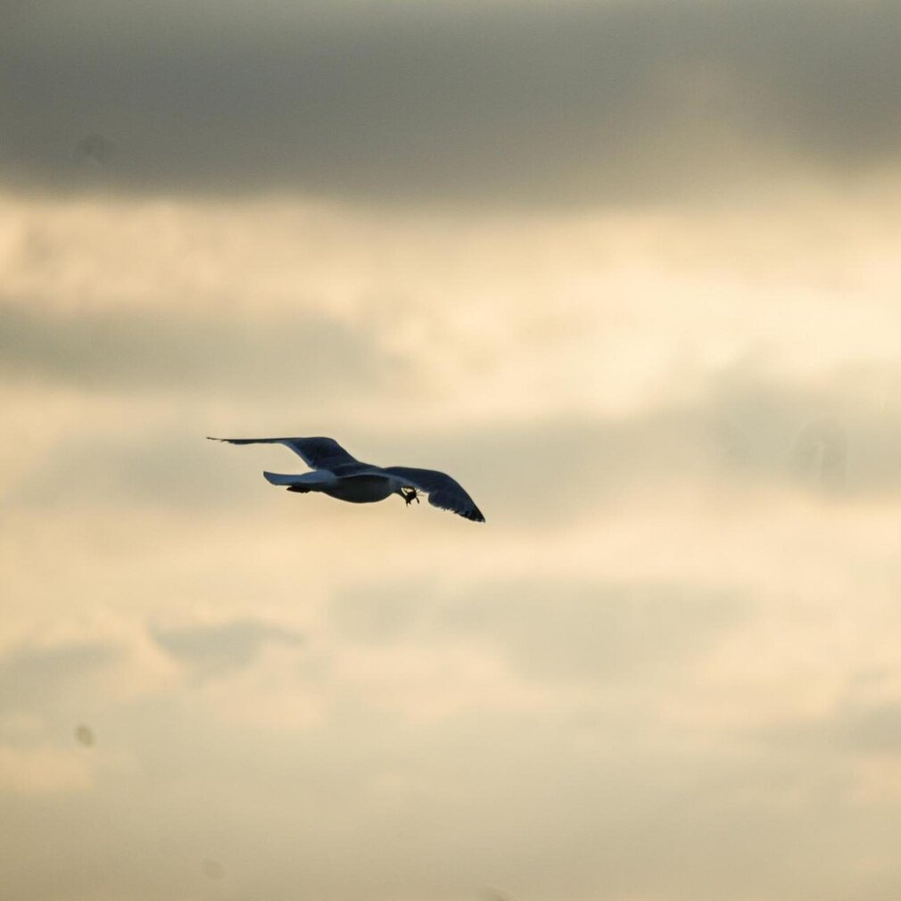 Möwe fliegend im Himmel
