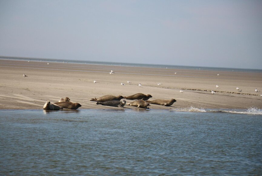 Seehunde auf der Sandbank