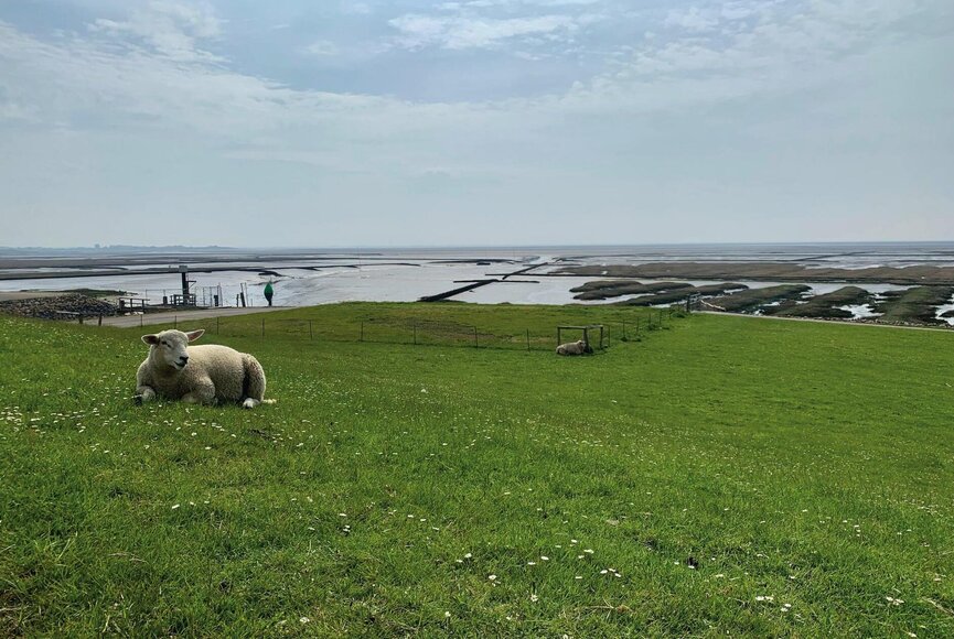 Schaf vor dem Hafen in Ehstensiel