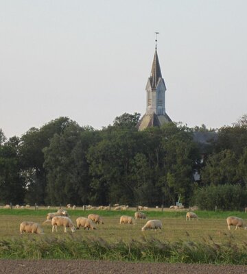 Feld und Kirche von Kotzenbüll