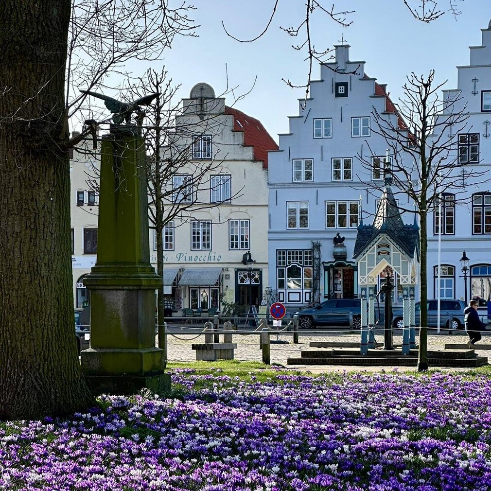 Krokusblüten am Marktplatz in Friedrichstadt