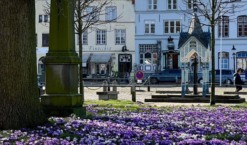 Treppengiebelhäuser mit einer Wiese voller violetter Krokusse davor