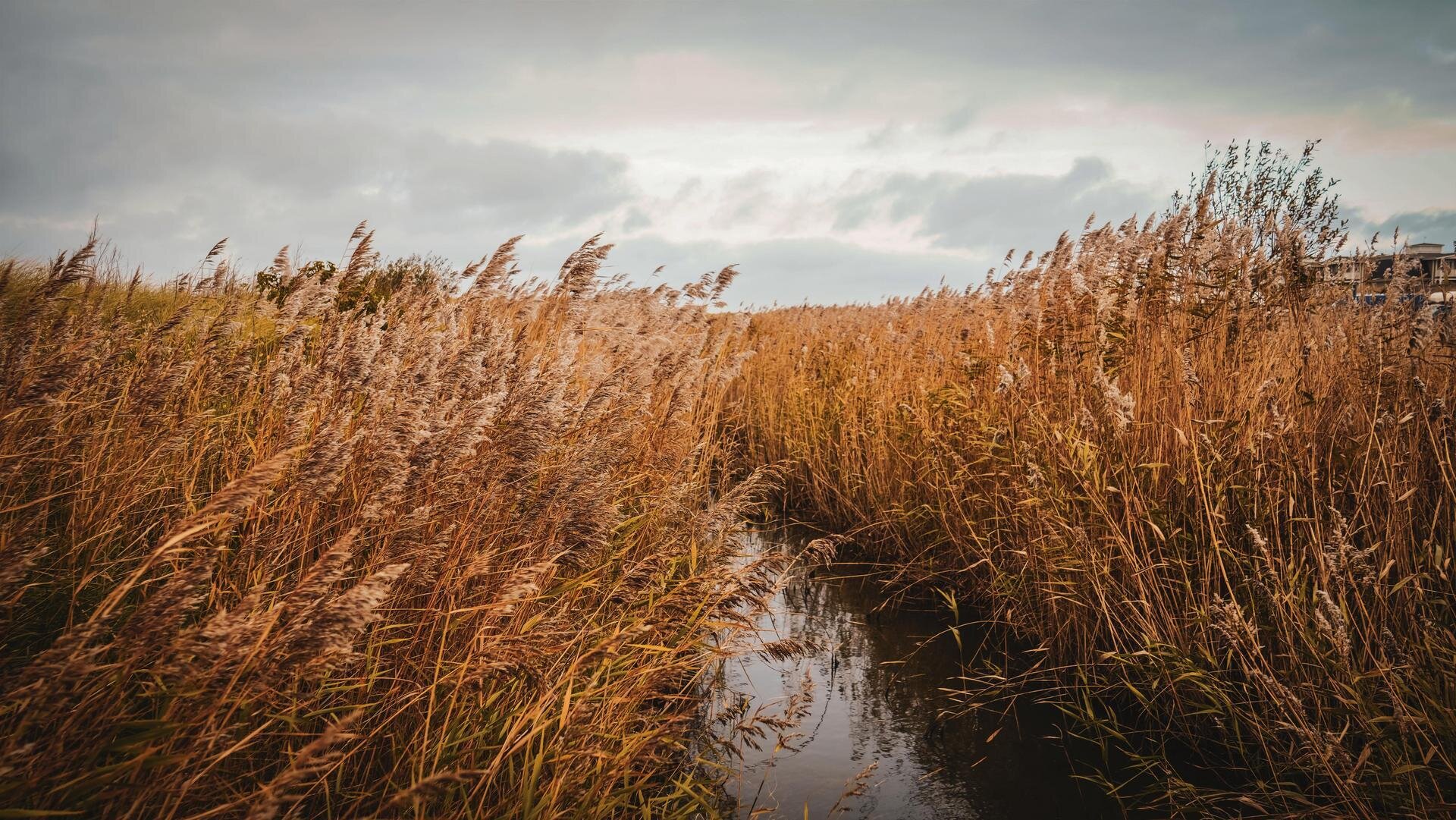 Gräser in der Dünenlandschaft im Herbst