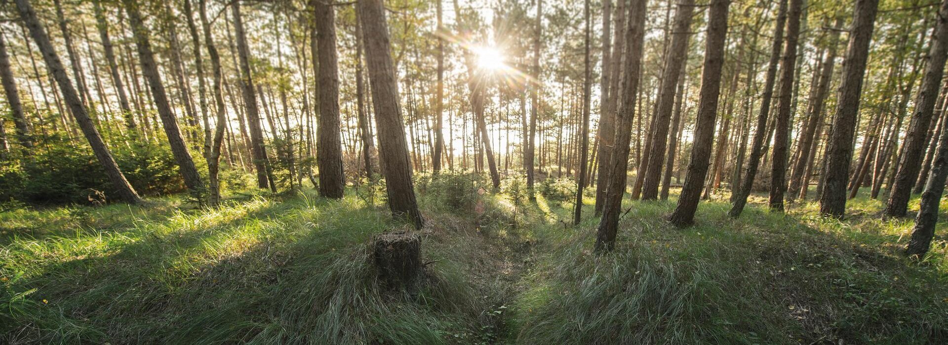 Sonnenschein im Kiefernwald