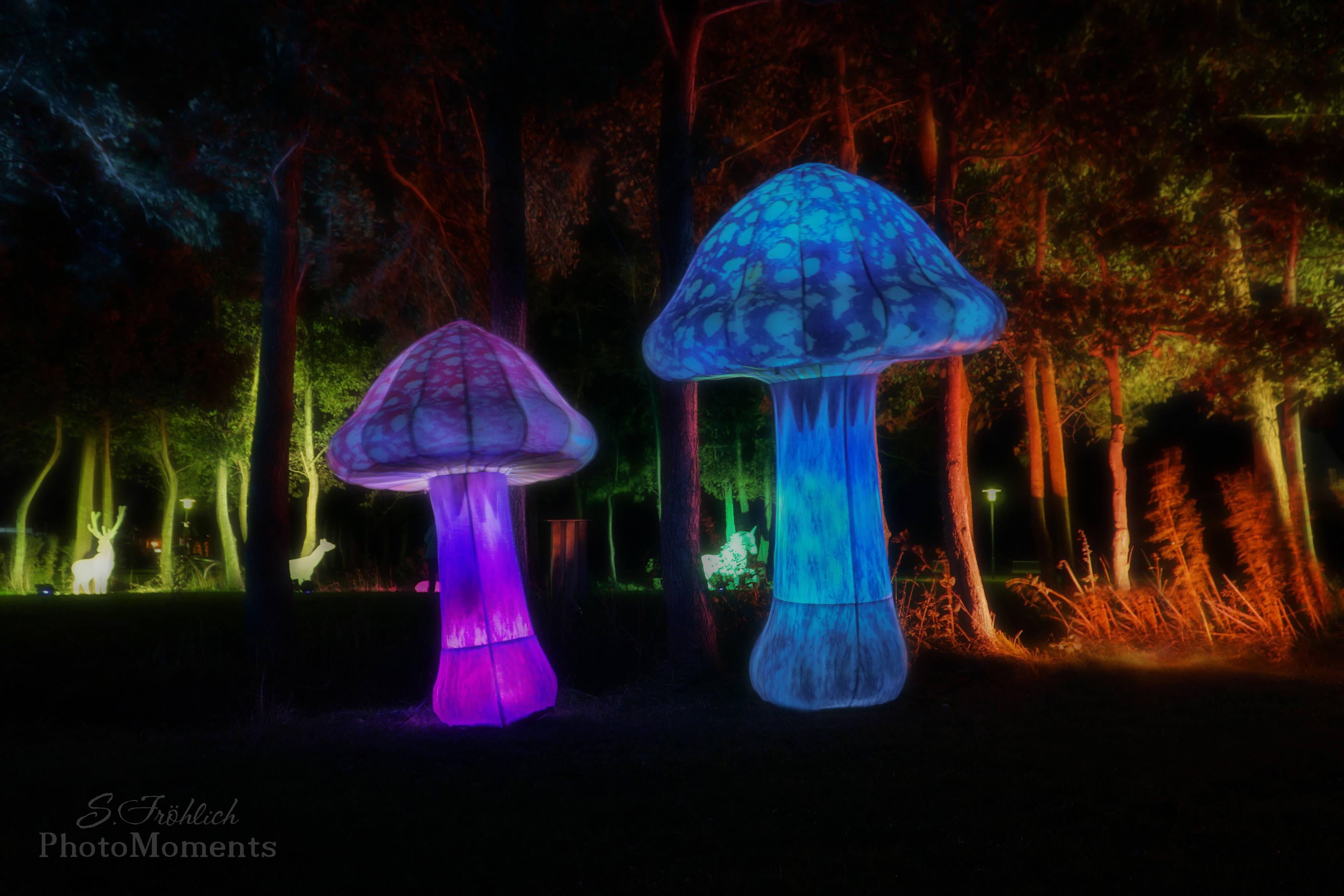 Licht trifft Lyrik Pilze